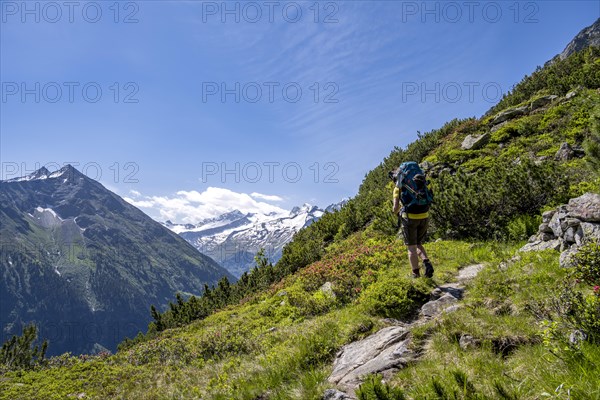 Mountaineer on hiking trail with alpine roses, Berliner Hoehenweg, summit Grosser Moeseler and Turnerkamp, Zillertal Alps, Tyrol, Austria, Europe