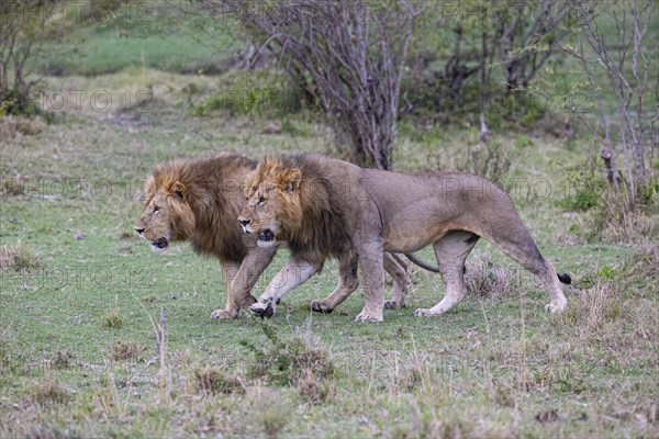 Lion (Panthera leo) Masai Mara Kenya