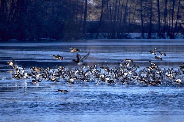 A flock of tufted duck (Aythya fuligula) and mallards (Anas platyrhynchos), take-off from the water, flight, winter, Wismar, Mecklenburg-Western Pomerania, Germany, Europe