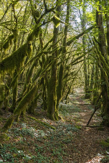 Hiking trail through forest with moss, valley of the Loue, Lizine, near Besancon, Departement Doubs, Bourgogne-Franche-Comte, Jura, France, Europe