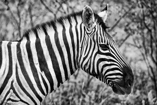 Plains zebra (Equus quagga), wild, free living, safari, ungulate, head, head portrait, animal, black and white, monochrome, bw, in Etosha National Park, Namibia, Africa