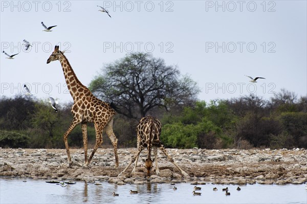 Angolan giraffe (Giraffa angolensis), drinking, drinking, animal, ungulate, Namutoni waterhole, Etosha National Park, Namibia, Africa