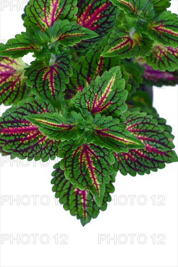 Top view of painted nettle 'Coleus Blumei' plant with dark pink veins on white background