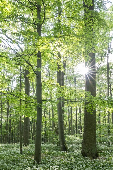 Near-natural forest with flowering ramson (Allium ursinum), sun star, Hainich National Park, Thuringia, Germany, Europe