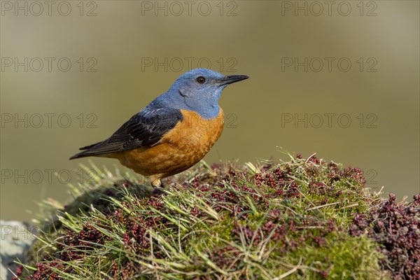 Common rock thrush (Monticola saxatilis), male, Castile-Leon province, Picos de Europa, Spain, Europe