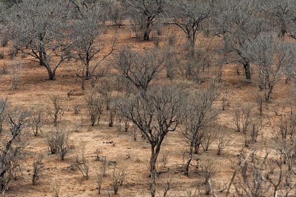 Dry landscape, climate change, dry, aridity, climate, vegetation, drought, heat, barren, parched, catastrophe, global, sun, weather, temperature, Botswana, Africa