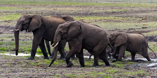 Elephant herd (Loxodonta africana), group, family, herd of animals, animal family, hiking, hike, safari in Chobe National Park, Botswana, Africa