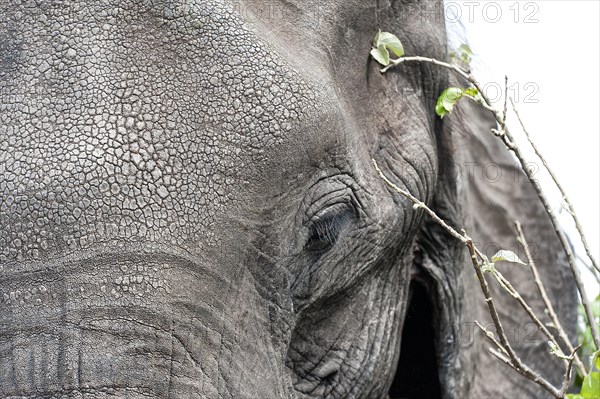 Elephant (Loxodonta africana), head portrait, view, camera view, detail, close-up, safari, eye, structure, skin, tourism, Chobe National Park, Botswana, Africa
