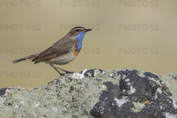 Bluethroat (Luscinia svecica), male, Castilla y Leon province, Picos de Europa, Spain, Europe