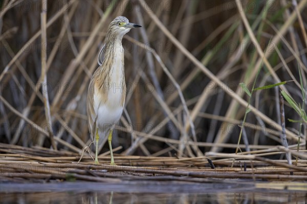 Squacco heron (Ardeola ralloides), at the edge of a reed bed, El Taray wetland, Castilla-La Mancha, Spain, Europe