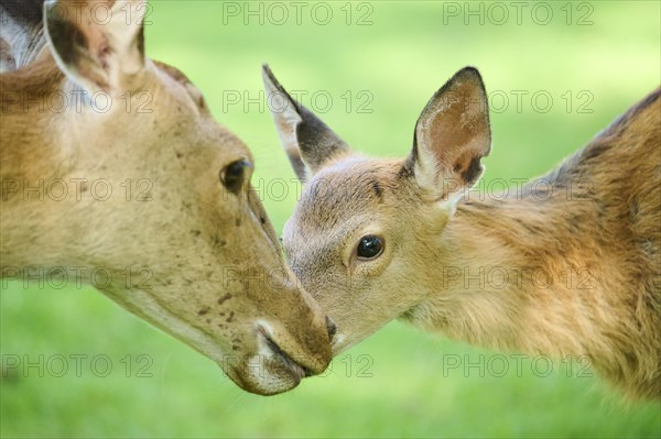 Sika deer (Cervus nippon) mother with her fawn standing on a meadow, portrait, Bavaria, Germany, Europe