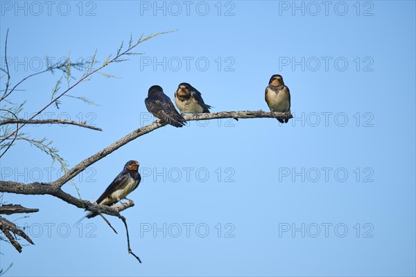 Barn swallow (Hirundo rustica) youngsters sitting on a branch, Camargue, France, Europe