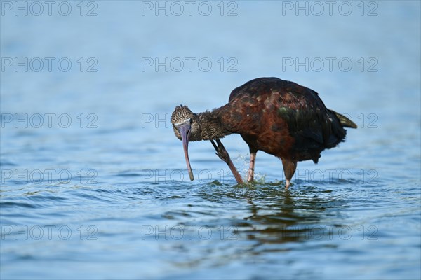 Glossy ibis (Plegadis falcinellus) standing in the water, hunting, Parc Naturel Regional de Camargue, France, Europe