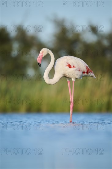 Greater Flamingo (Phoenicopterus roseus) standing in the water, Parc Naturel Regional de Camargue, France, Europe