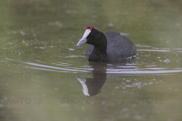 Red-knobbed coot (Fulica cristata), wetland near Alicante, Andalusia, Spain, Europe