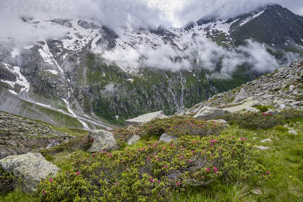 Cloudy mountain landscape with blooming alpine roses, view of rocky and glaciated mountains with summit Hochsteller, Furtschaglhaus, Berliner Hoehenweg, Zillertal, Tyrol, Austria, Europe