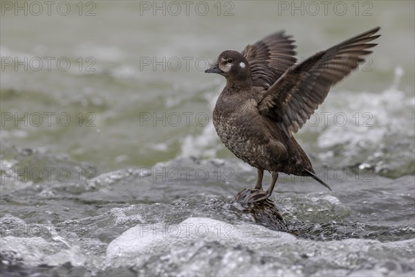Harlequin duck (Histrionicus histrionicus), female, on a stone in a raging river, wings up, Laxa River, Lake Myvatn, Iceland, Europe