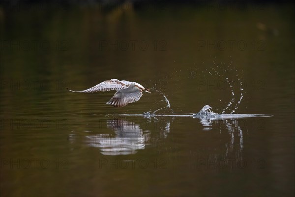 A Black-headed Black-headed Gull at take-off, Lake Kemnader, Ruhr area, North Rhine-Westphalia, Germany, Europe