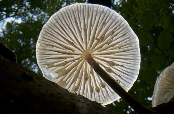 Porcelain fungus (Mucidula mucida), fruiting body on standing deadwood beech (Fagus sylvatica), Hesse, Germany, Europe