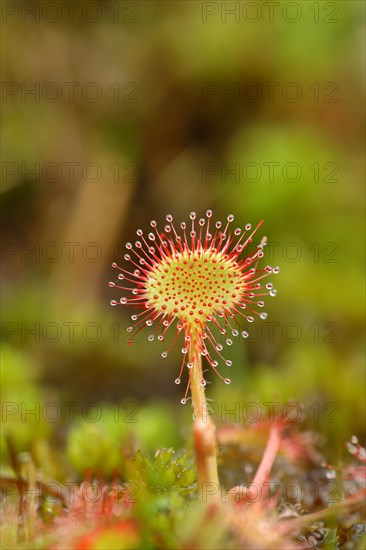 Common sundew (Drosera rotundifolia), carnivorous plant in a marshy area, North Rhine-Westphalia, Germany, Europe