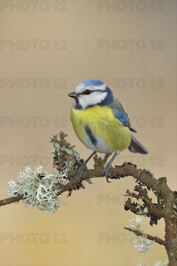 Blue tit (Parus caeruleus), sitting on a branch overgrown with reindeer lichen (Cladonia rangiferina), Wilden, North Rhine-Westphalia, Germany, Europe