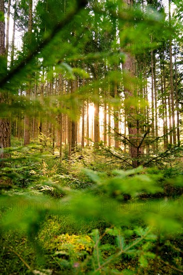 Faint sunlight floods the forest scenery at sunset, Unterhaugstett, Black Forest, Germany, Europe