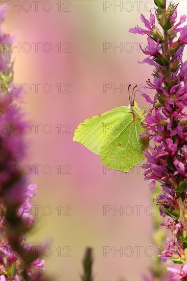 Brimstone (Gonepteryx rhamni) feeding on a flower of purple loosestrife (Lythrum salicaria), with beautiful background, Wilnsdorf, North Rhine-Westphalia, Germany, Europe