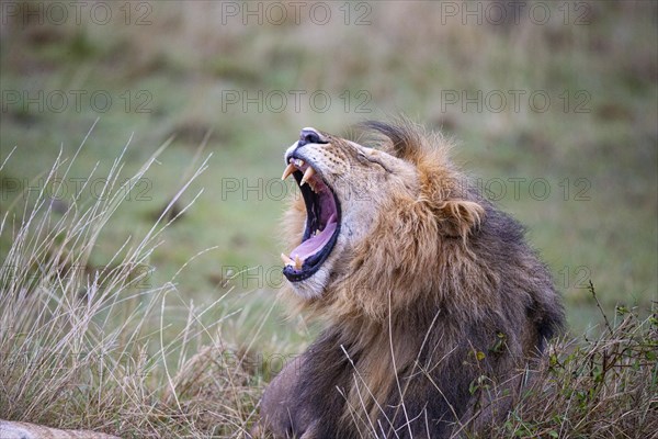 Lion (Panthera leo) Masai Mara Kenya