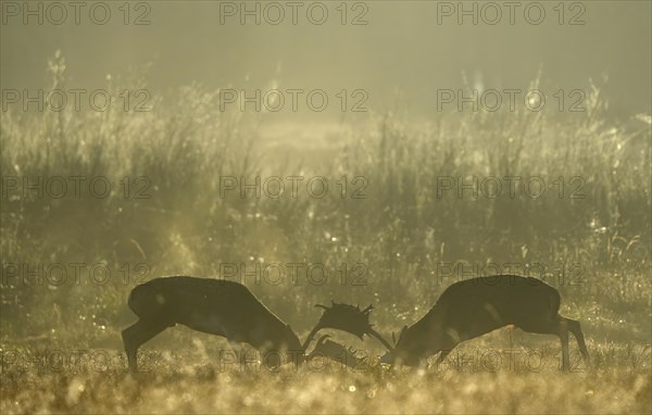 Fallow deer (Cervus dama), male, rutting, fighting, Hesse, Germany, Europe