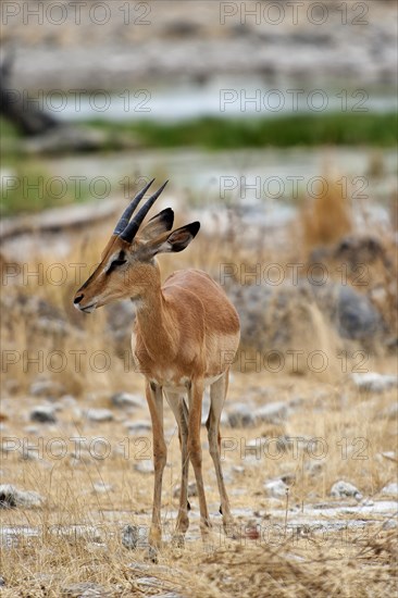 Black-nosed impala (Aepyceros petersi), antelope, ungulate, in Etosha National Park, savannah, steppe, animal, male, wilderness, free-living, Namibia, South West Africa, Africa