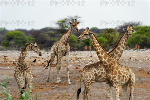 Angolan giraffe (Giraffa giraffa angolensis) giraffe, herd, group, several, walking, Etosha National Park, Namibia, South West Africa, Africa