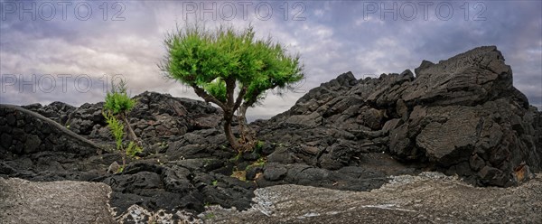 A green tree stands isolated between black lava rocks under a cloudy sky, North Coast, Santa Luzia, Pico, Azores, Portugal, Europe