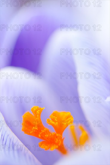 Crocus (Crocus sp.), minimalist close-up, macro shot of a flower in purple and white (striped) with a bright yellow or orange pistil and visible pollen, early spring, March, early bloomer, Lower Saxony, Germany, Europe