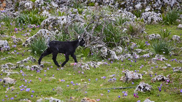 A black goatling (caprae) explores a rocky area with green vegetation, Aradena Gorge, Aradena, Sfakia, Crete, Greece, Europe