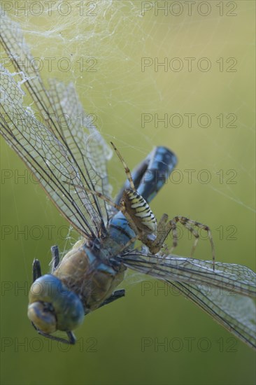 Wasp spider (Argiope bruennichi) with king dragonfly (Anax imperator), Emsland, Lower Saxony, Germany, Europe