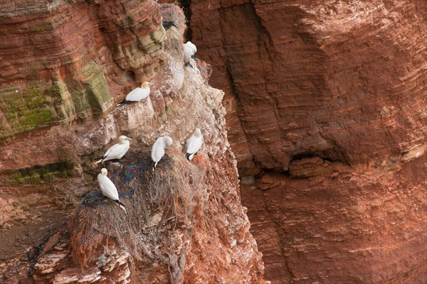 Northern gannet (Morus bassanus) (synonym: Sula bassana), several adult birds and chicks in juvenile plumage sitting on nests made from quantities of old fishing nets, plastic debris, plastic ropes and rubbish, a dead bird, half decomposed, hangs in the plastic after getting caught in it, symbolic image marine pollution, danger from plastic debris, red rock cliff by the sea, gannet colony on the Lummenfelsen, Helgoland Island, North Sea, Schleswig-Holstein, Germany, Europe