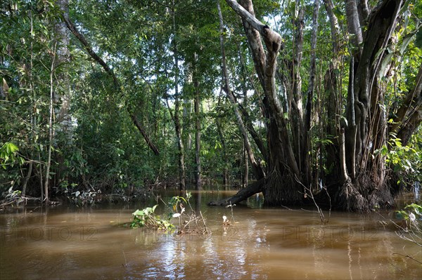 Flooded Rainforest trees, Amazonas state, Brazil, South America