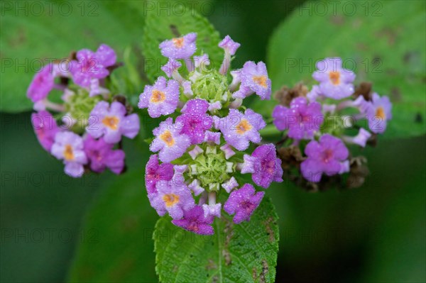 Purple lantana flower, Amazonian rainforest, Amazonas state, Brazil, South America
