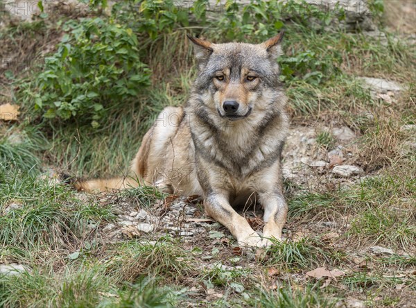 Gray wolf (Canis lupus) lying on the ground and looking attentively, captive, Germany, Europe