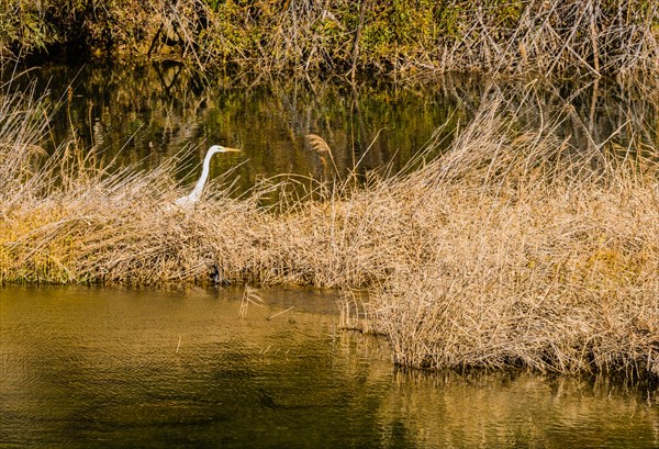 Adult egret in tall brown reeds with neck extended looking for food next to a small river with clear still water