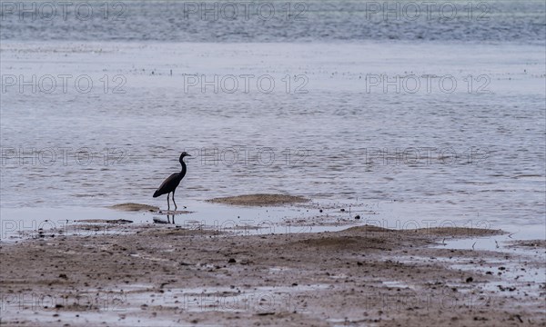 Pacific reef heron standing in shallow water next to the shoreline