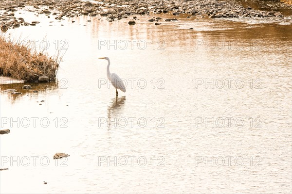 Great egret with yellow beak standing in shallow water of river with rocky shore in background