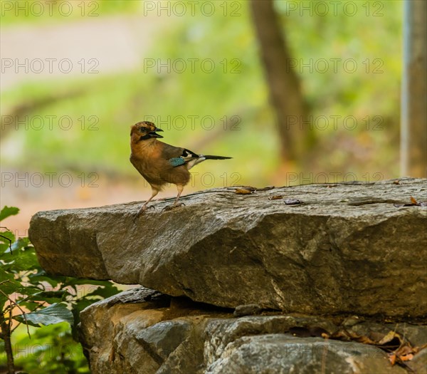 Eurasian Jay standing on a large flat bolder in a woodland area in South Korea