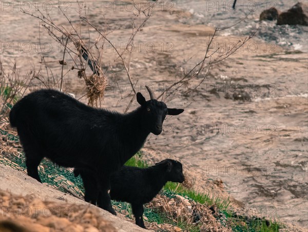 Two black goats, one adult and one kid, on the side of a hill next to a river