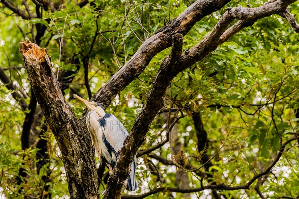 Gray heron perched on a tree branch with green foliage in the background