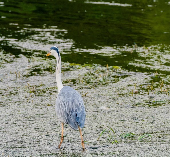 Little blue heron standing on a pebbled sandbar in a shallow river hunting for food