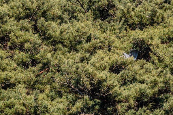 Gray heron with wings extended partially hidden while perched on branch of evergreen tree on sunny day
