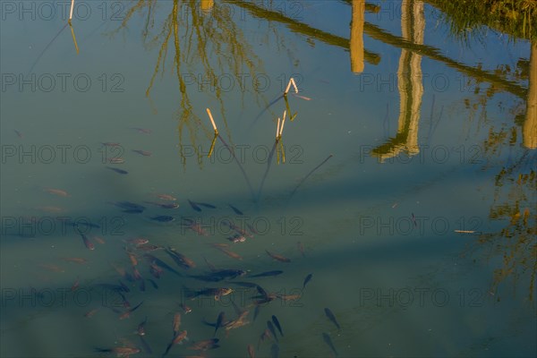 Closeup of a school of small fish swimming at the surface of a pond near short white reeds with tree and fence railing reflected in the water