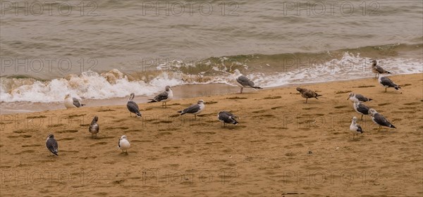 Flock of seagulls gathered on sandy beach next to water's edge