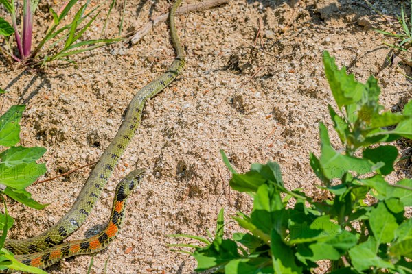 Green garter snake with red and black markings with head raised as it crawls on ground in garden